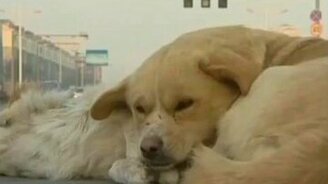 Трогательно о верности - смотреть видео (1:18)