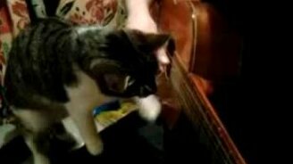 Кошка дёргает струны - смотреть видео (0:54)