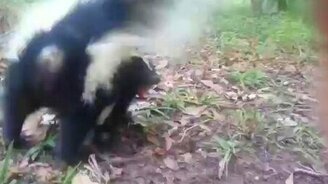 Боевой скунс - смотреть видео (1:53)