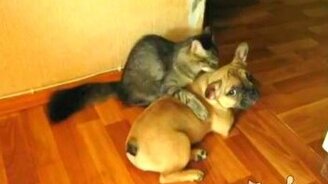 Рождены быть друзьями - смотреть видео (2:45)