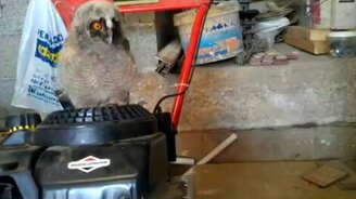 Совёнок трапезничает - смотреть видео (2:58)