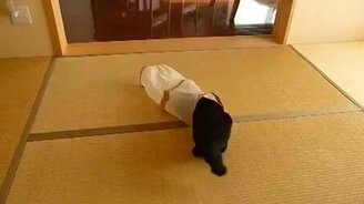 Кот, пакет, стена и ещё один кот - смотреть видео (0:16)