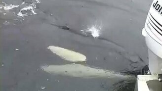 Касатка общается с мотором - смотреть видео (1:15)