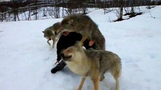 Волки помнят добро - смотреть видео (1:55)