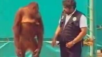 Дрессированный орангутан - смотреть видео (1:21)