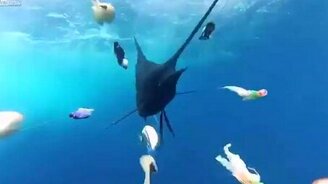 Скоростная рыба-парусник - смотреть видео (1:20)