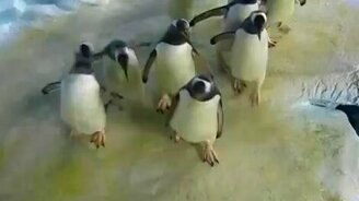 Пингвины и лазерная указка - смотреть видео (3:21)