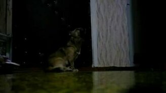 Собаке скучно - смотреть видео (0:53)