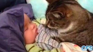 Кошки заботятся о малышах - смотреть видео (3:50)