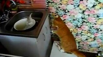 Кот против рыбины - смотреть видео (0:23)