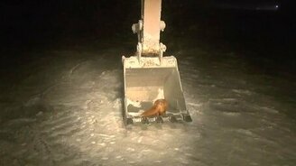 Лиса против экскаватора - смотреть видео (0:13)