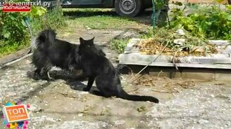 Боевое искусство от кота - смотреть видео (0:22)