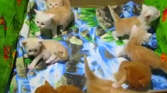 Кто такие кунята? - смотреть видео (2:03)