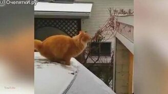 Короткие приколы с котами - смотреть видео (2:27)