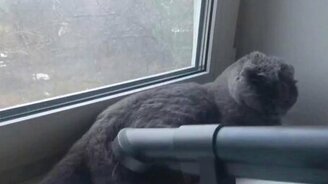 Осознанный кот против пылесоса - смотреть видео (1:22)