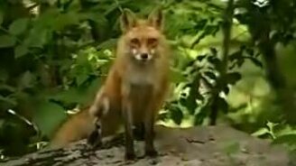 Лиса кричит - смотреть видео (0:10)