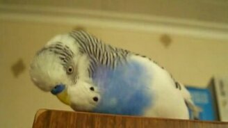 Очень говорливый попугай - смотреть видео (2:41)