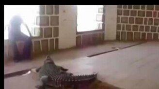 Экстремальный спорт с крокодилом - смотреть видео (0:11)