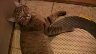 Вот так мы ходим в туалет - смотреть видео (1:05)