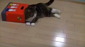 Кот Мару и коробки - смотреть видео (1:37)