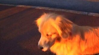 Собака-сирена - смотреть видео (0:29)