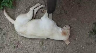 Слонёнок будит собаку - смотреть видео (2:52)