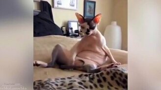 Короткие казусы с кошками - смотреть видео (2:45)