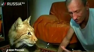 Домашняя рысь Кнопка - смотреть видео (3:16)