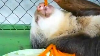 Жизнь удалась! - смотреть видео (1:12)