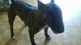 Заводной бультерьер - смотреть видео (1:31)