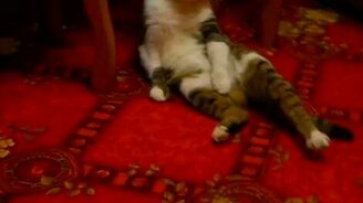 Интервью с котом - смотреть видео (0:23)