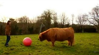 Дрессированный бычок - смотреть видео (7:17)