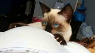 Сразу видно, что не кастрированный - смотреть видео (1:38)