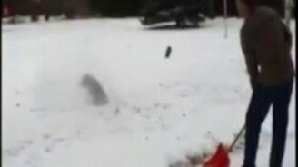 Снежный пёс-акробат - смотреть видео (0:18)