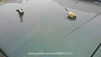 Синички на капоте - смотреть видео (1:33)