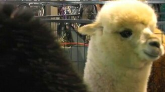 Чудные альпаки - смотреть видео (0:41)