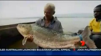 Тигровая рыба Голиаф весом 50 кг - смотреть видео (1:38)