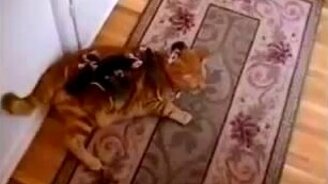 Опоссумы на кошке - смотреть видео (0:32)