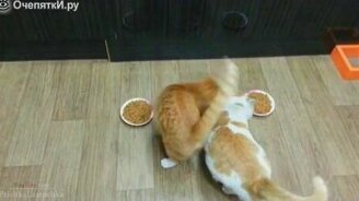 Топ-приколы с кошками - смотреть видео (3:28)