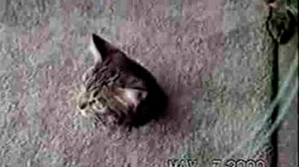 Полтора кота - смотреть видео (1:07)