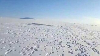 Стадо зайцев впереди! - смотреть видео (0:37)