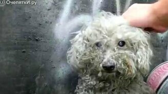 Как бездомная псинка обрела жильё - смотреть видео (3:36)