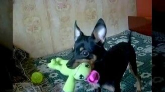 Маленькая умная собака - смотреть видео (1:27)