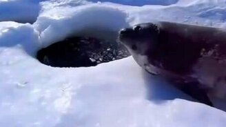 Тюлень и прорубь - смотреть видео (2:29)