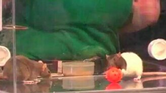 Крысиный баскетбол - смотреть видео (4:02)