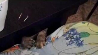 Грозные лапы - смотреть видео (0:22)