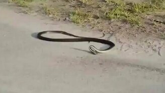 Что со змеёй? - смотреть видео (2:04)