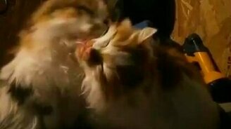 Кошачьи нежности - смотреть видео (1:58)