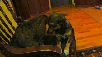 Нежности кошки и собаки - смотреть видео (0:26)