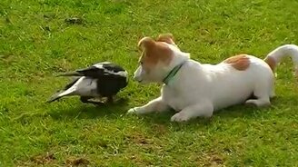 Щенок играет с птицей - смотреть видео (3:53)